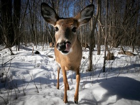 Montreal's growing deer problem