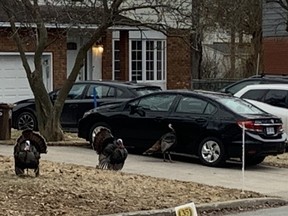 Three turkeys on someone's lawn; one turkey is pecking at a car.