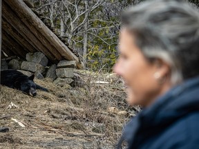 A woman's side profile is seen, blurry, in the foreground on the right, while a black bear sleeps in grass under a triangular wooden structure in the background on the left.