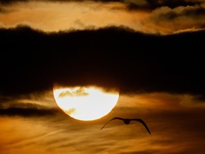 A bird flies past the sun as it sets behind the clouds