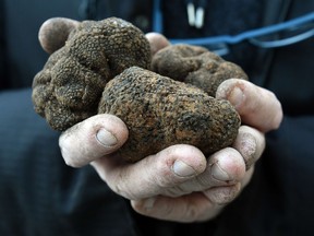 A truffle hunter holds black truffles during the truffle market of Uzes, southern France, on Jan. 18, 2015.