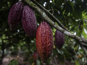 Cocoa pods hang on a tree in Divo, West-Central Ivory Coast, Nov. 19, 2023.