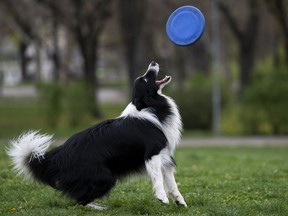 Houdini, a border collie plays with his frisbee at the City Park in Budapest