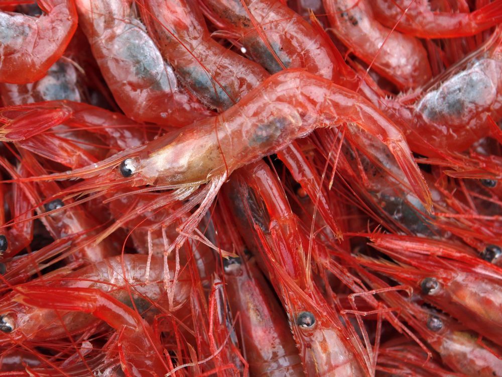 Possibly the end Quebec shrimp fishery faces climate change