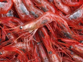 In this Jan. 6, 2012 file photo, northern shrimp lie in a pile aboard a trawler in the Gulf of Maine.