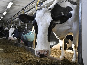 A cow looks on as it feeds in a dairy farm in Saguenay, Que., on Tuesday, Jan. 23, 2024.