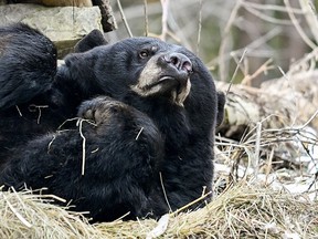 Genie, a 13-year-old American Black bear looks up from a nap at the Zoo Eco Museum in Montreal on Sunday, March 3, 2023. She came out of hibernation on March 1.