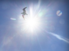 A bird flies under sunny and blue skies in Montreal