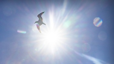 A bird flies under sunny and blue skies in Montreal