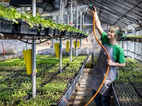 A woman waters plants in a large greenhouse.