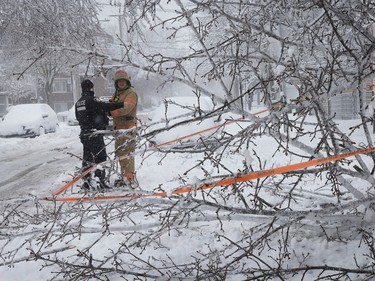 A firefighter and police officer speak near a fallen, snow-covered tree on a residential street.