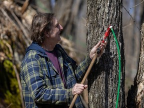 A man removes a tap from a maple tree.