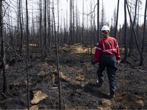 A worker walks through a burned-out forest