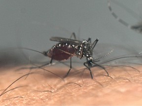 A closeup of a mosquito sucking blood out of a human's arm.