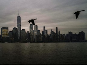 Birds fly past the Manhattan skyline at dusk