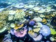 Bleached and dead coral around Lizard Island on the Great Barrier Reef.