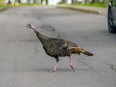 A wild turkey crosses a paved road.