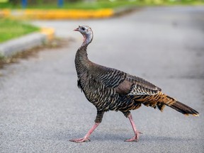 A turkey is seen crossing a road.