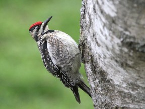 A female yellow belly sapsucker