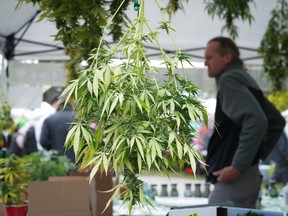 Cannabis plants are displayed for sale during a 4/20 event billed as a protest and farmers' market in Vancouver, B.C., Thursday, April 20, 2023.