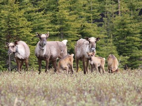 A group of caribou is seen in an undated handout photo.