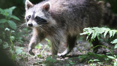 A raccoon saunters through a park