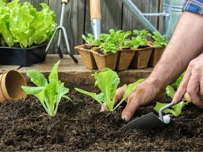 Hands planting vegetables in a garden.