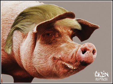 A photo of pig in Trump's hair.
