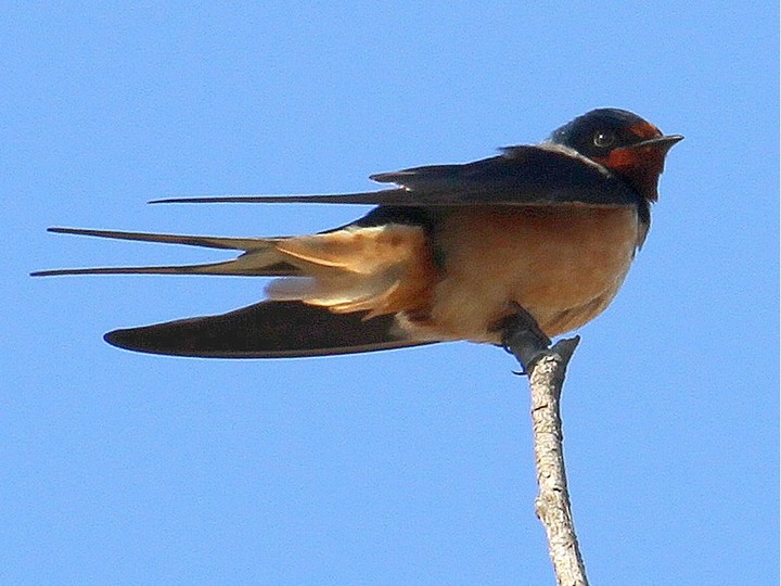  Swallows return to Quebec in the spring when there are more insects to eat.