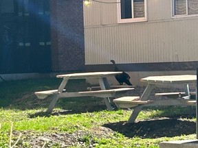 A turkey walking past picnic tables