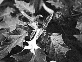 Datura Stramonium, or jimson weed, has trumpet-shaped flowers.