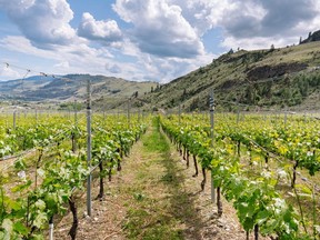 While global warming news can often seem all doom-and-gloom there remains a ray of hope for B.C.'s wine industry.