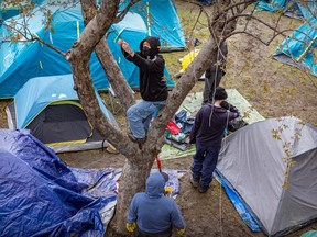 A man climbs a tree tie string on it. Below are several tents.