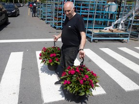 A man carries two hanging plants of red flowers.