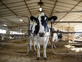 Holstein dairy cow stands in a barn