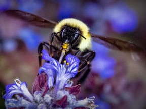 Closeup of a bee on a purple flower