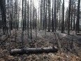 Burned trees damaged from recent wildfires are seen in Drayton Valley, Alta. on Wednesday, May 17, 2023.
