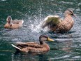 Ducks splash about in a pond