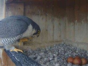 In what is considered a first, Quebec's Ministry of Transport has moved four rare peregrine falcon eggs produced by a couple of birds living within the steel works of the massive Laviolette Bridge in Trois-Rivières, to a new home (and adoptive parents) living on the Honoré-Mercier Bridge into Montreal.