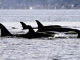 The federal Fisheries Department is giving Montreal-based startup $850,000 to protect whales and other marine life with artificial intelligence. Endangered orcas swim in Puget Sound west of Seattle in a Jan.18, 2014 file photo.