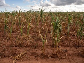 A field of failed corn crops due to drought at a farm in Glendale, Zimbabwe, on Monday, March 11, 2024.