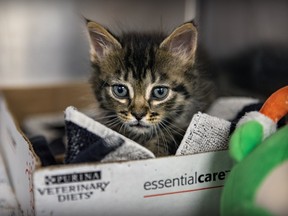A grey tabby kitten in a box.