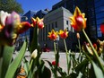 The Bank of Canada is seen through a bed of tulips in Ottawa on Monday, May 6, 2024.