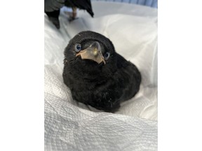 Phoebe, shown here in a recent handout photo, is one of four baby crows staying at The Rock Wildlife Rescue animal rehabilitation centre in Torbay. N.L.