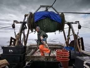 In this April 23, 2016, photo, a fisherman carries cod caught in the nets of a trawler off the coast of New Hampshire.