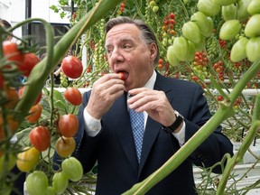 François Legault puts a small tomato in his mouth while standing amid tomato plants