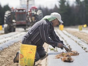 A temporary foreign worker from Mexico plants strawberries on a farm in Mirabel, Que., in 2020. Immigrants are basically being actively recruited and told they are welcome and needed in Quebec. Then, when they arrive they are told (by the very same government that just recruited them) that they are in fact a major problem, writes Toula Drimonis.