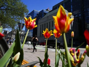 Tulips bloom as people make their way along Wellington Street and past the Bank of Canada in Ottawa on Monday, May 6, 2024.