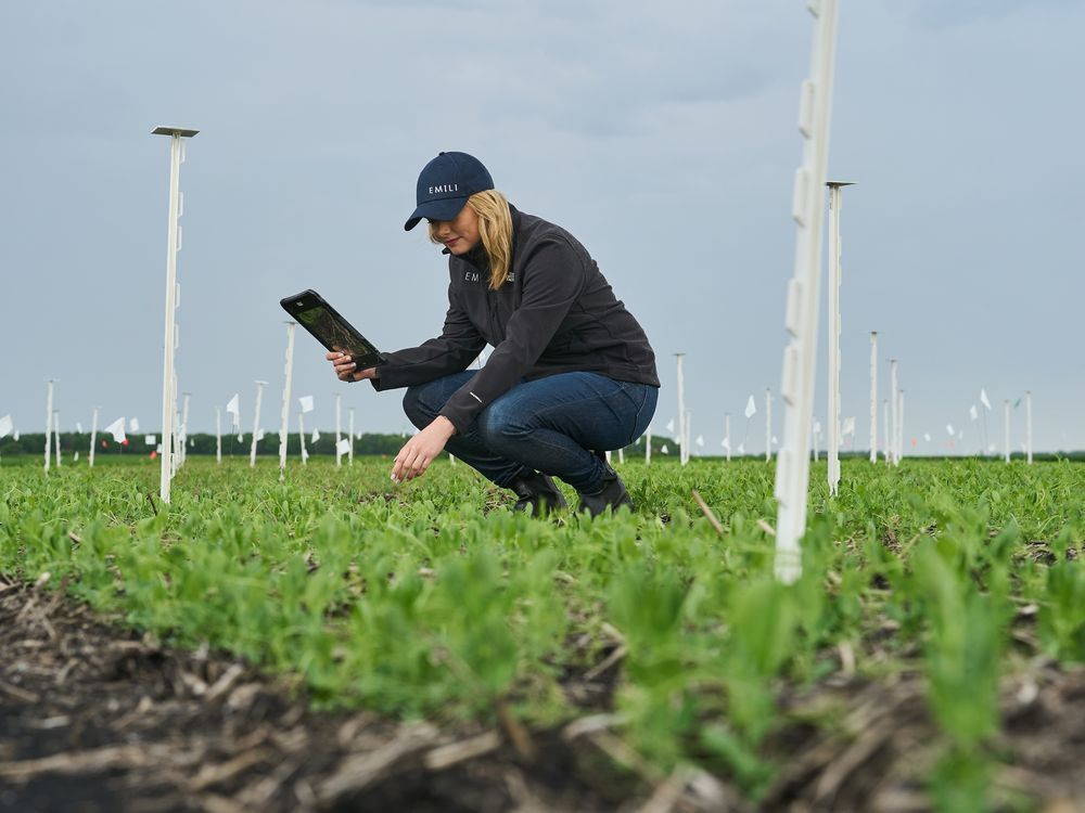 Emily managing director Jacqueline Keena is pictured in a field at the Innovation Farm north of Winnipeg on Wednesday, June 12, 2024.
