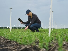 EMILI ,anaging director Jacqueline Keena is photographed in the field at Innovation Farms, north of Winnipeg on Wednesday, June 12, 2024.